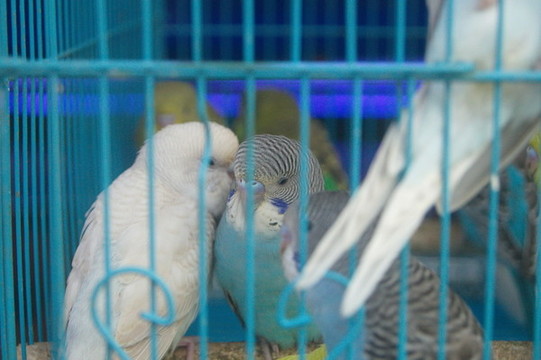 鸚鵡