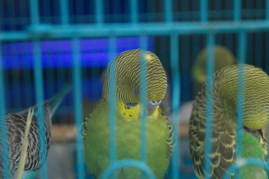 鸚鵡