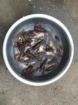 小龍蝦
