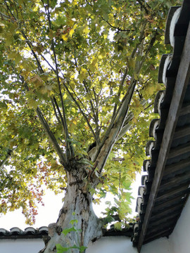 梧桐樹(shù)