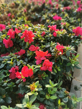 月季花