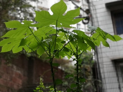 刺楸