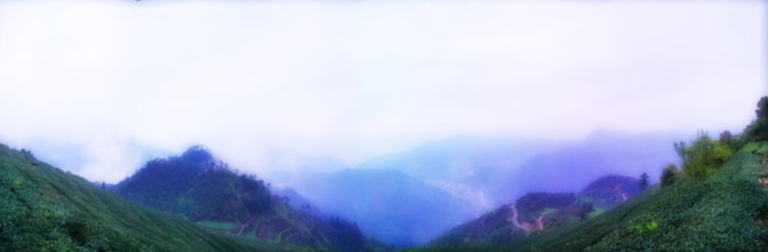 茶園風(fēng)光