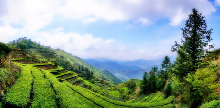 高山茶園
