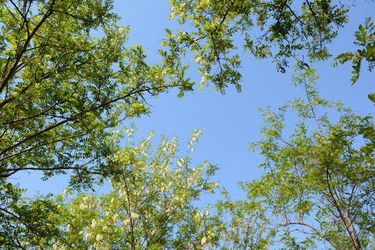 綠葉天空