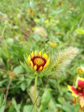 天人菊
