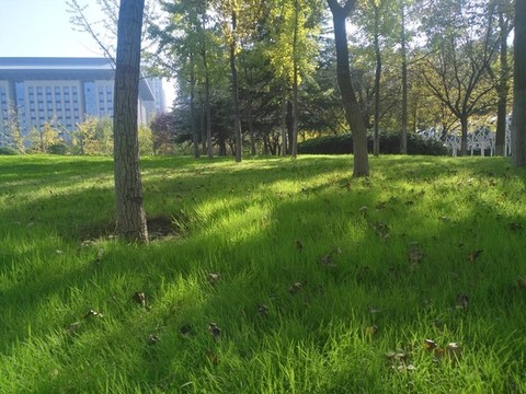 公園草坪