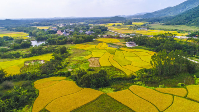 豐收景象