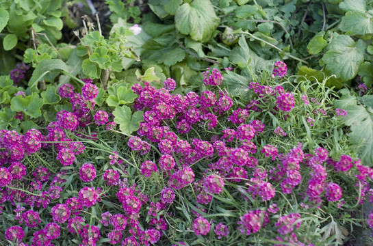 紅花