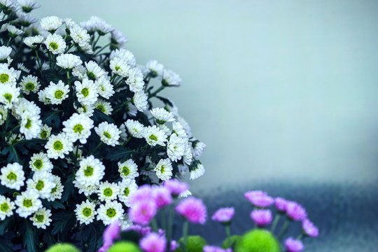 秋菊花小白菊