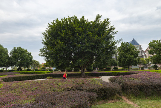 公園大樹