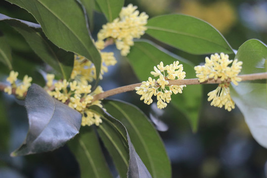 桂花金桂