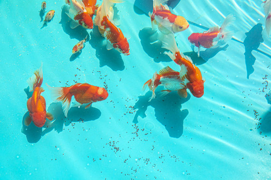 金魚