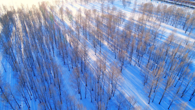 航拍雪野密林風(fēng)景