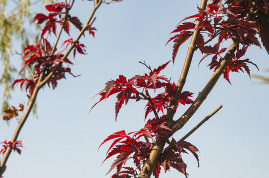 紅楓葉