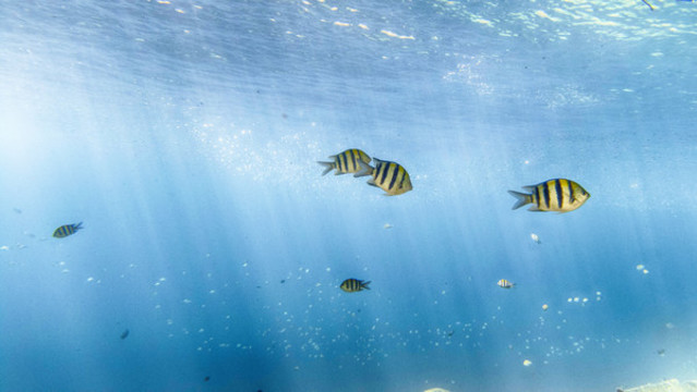 熱帶魚