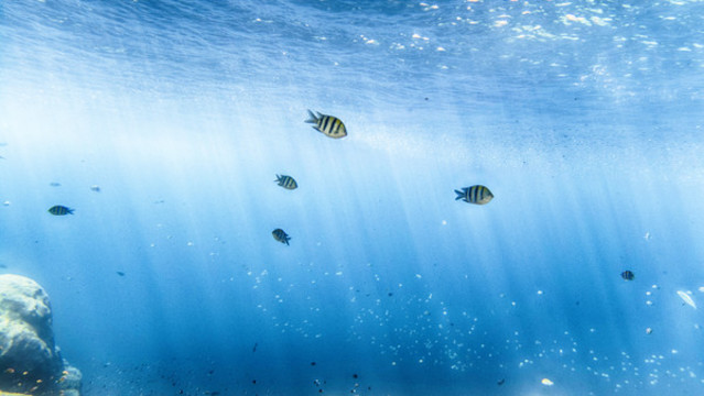 熱帶魚