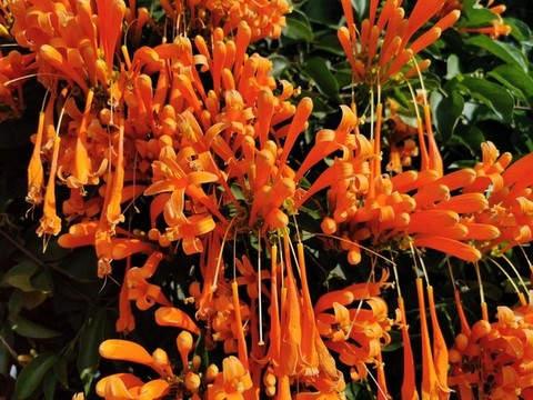 炮仗花