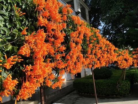 炮仗花