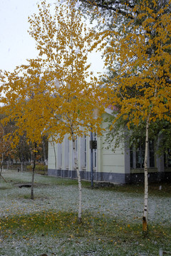 雪中秋林