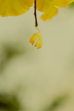 葉06