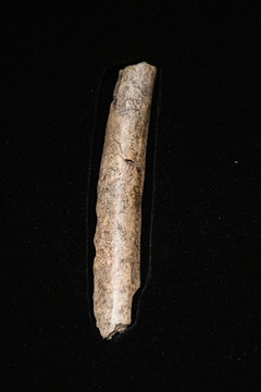 卜骨刻辭甲骨文