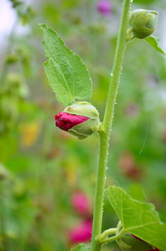 蜀葵花
