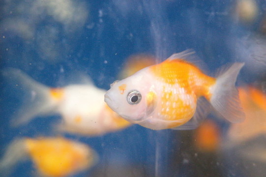 金魚