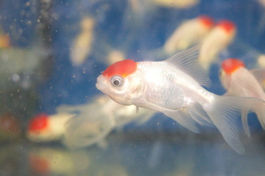 金魚