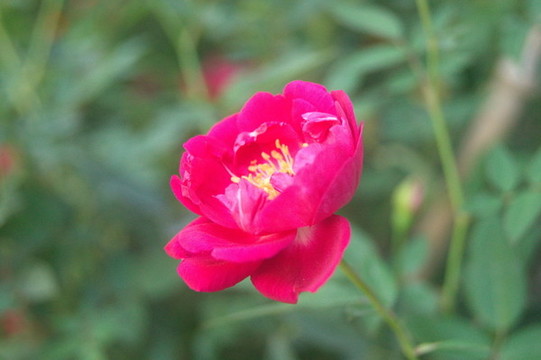 月季花