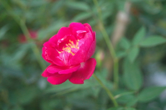 月季花