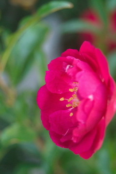 月季花