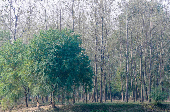 樹林