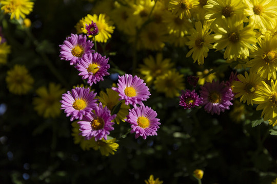 秋菊