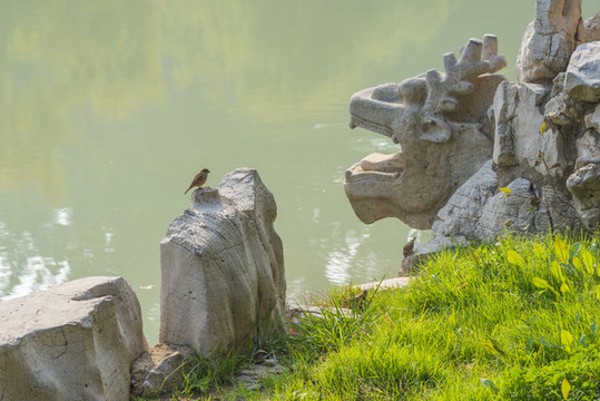 一只麻雀停在公園石頭上