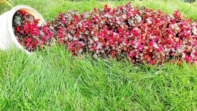 草地紅花