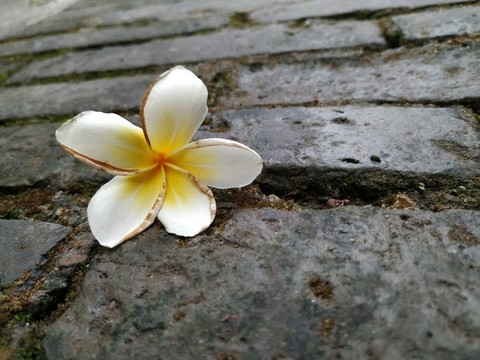 雞旦花與老巷