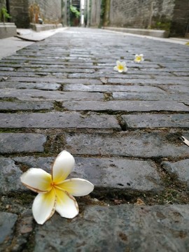 雞旦花與老巷