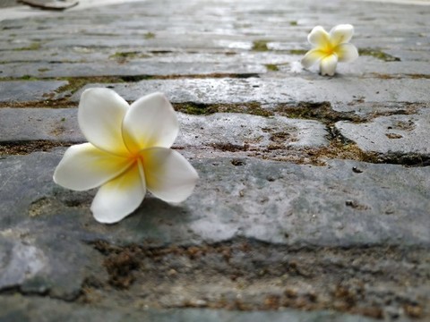 雞旦花與老巷