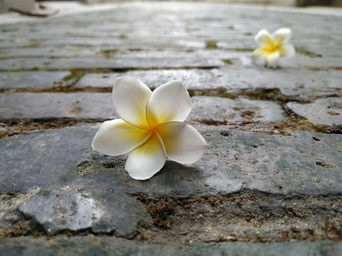 雞旦花與老巷