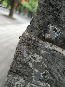 螞蟻爬墻