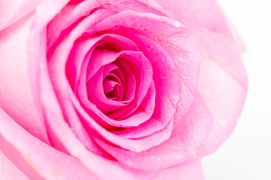 玫瑰花