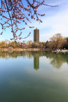 北大校園春色未名湖博雅塔桃花