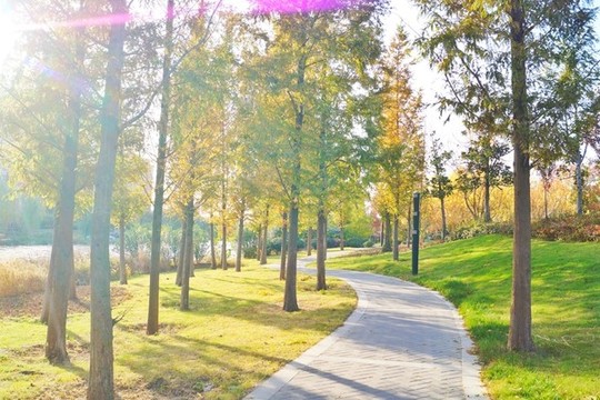 公園森林秋色