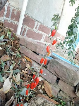 紅枸杞