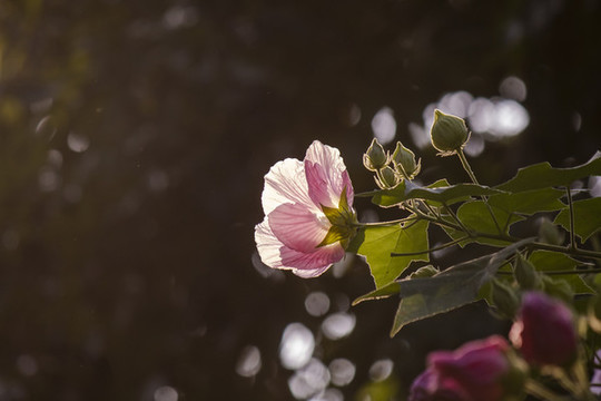 芙蓉花兒