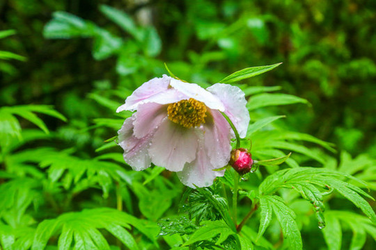 窄葉芍藥