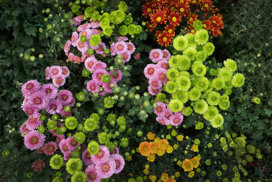 多种颜色的菊花