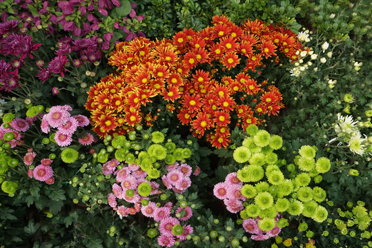 多种颜色的菊花