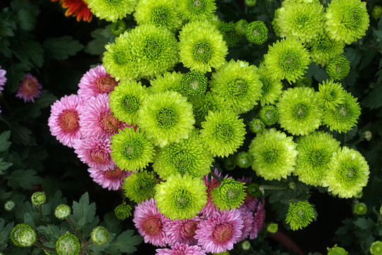 綠菊花粉紅菊花